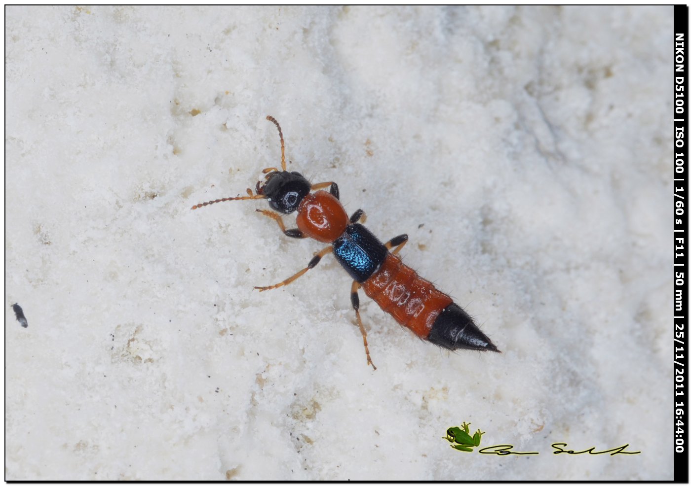 Paederus (Poederomorphus) littoralis